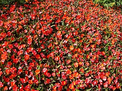 204 Longwood Gardens [2008 August 23]